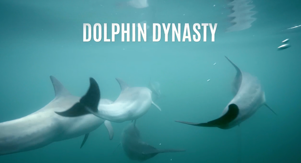 Dolphin Dynasty - Nat Geo